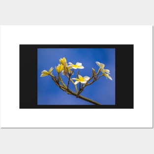 Plumeria Posters and Art
